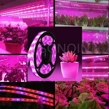 5M 300LEDs ışık büyümeye yol açtı tam spektrum 12v büyümek ışık şeridi 5050 LED Phyto bitkiler için lambalar topraksız sera Büyüyen